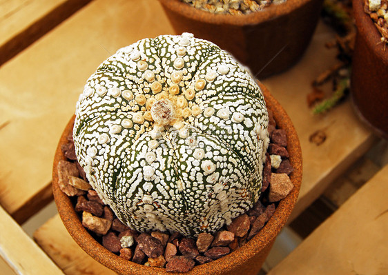 Cactus 食宿植物图片
