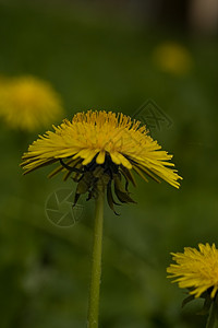 达当量牛花世界菊科植物群乳白色油花蔬菜图片