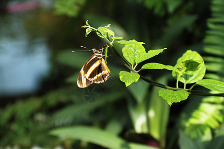 色彩多彩的蝴蝶花园花朵绿色植物昆虫叶子黑色漏洞翅膀图片