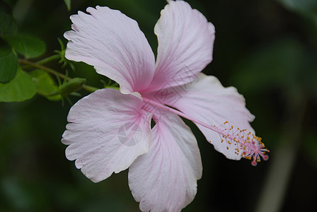 粉色希比斯花花艺园艺装饰花园阴影季节性风格芙蓉植物群花朵图片