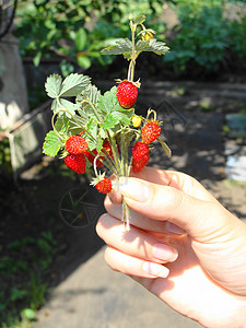 雌性手中的野草莓食物绿色女孩女性红色水果团体背景图片