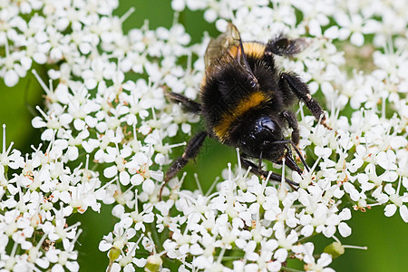 小黄蜂在夏天忙于收集花蜜水平昆虫白色花朵宏观野生动物黑色绿色花粉蜜蜂图片