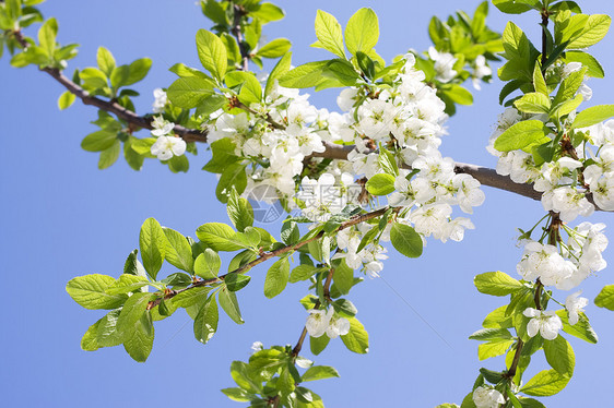 春露或樱桃树叶和花朵叶面区系背景自然世界环境保护季节植物李子叶子树叶图片