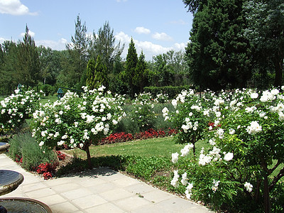 园圃玫瑰阴影绿化绿色太阳石头白色叶子绿色植物桌子图片
