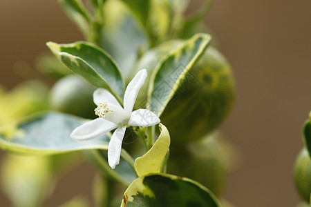 橙花花灌木树叶植物昆虫叶子橙子损害枝条柠檬缺陷图片