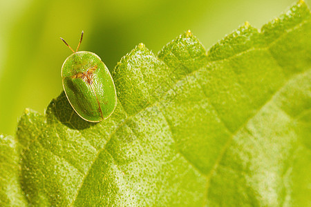 绿色的小虫子坐在树叶上图片