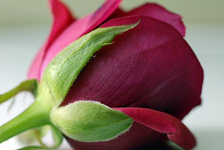 粉红玫瑰花花风格植物群花艺花朵园艺装饰情人植物阴影花园图片