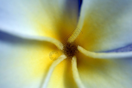 弗朗吉帕尼花朵花园植物群风格季节性花瓣黄色装饰花艺白色园艺图片