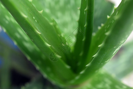 Aloe Vera 绿色食用植物图片