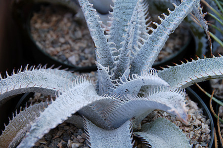 Aloe 溶液海绵状绿色花园芦荟旱生植物植物干旱多刺绿化园艺图片