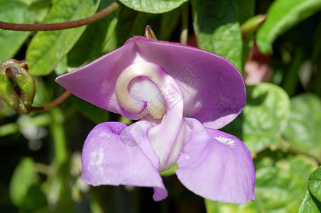 兰花花紫毛色图片