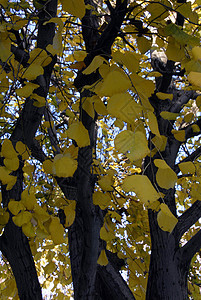黄金果树叶秋季树叶风景森林花园季节树木颜料季节性公园黄色图片