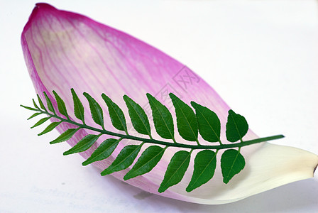粉红色莲花和绿色Curry Leaf花园核桃属植物群叶子投标植物学曲线装饰蔬菜国花图片