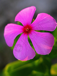 粉红双圆花花花瓣植物装饰小球阴影花朵季节性风格植物群花园图片