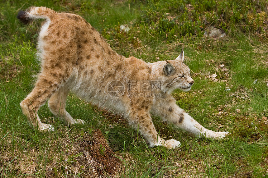 山猫体育直播带你畅享高清赛事盛宴随时随地观看精彩对决