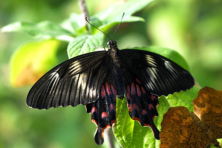 黑棕蝴蝶昆虫夫妇图片