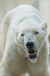 北极熊危险饥饿动物园蓝色哺乳动物海事毛皮白色图片