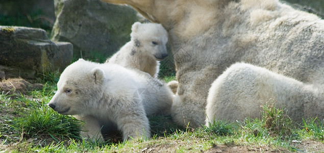 三只北极熊     母熊和两个孩子图片