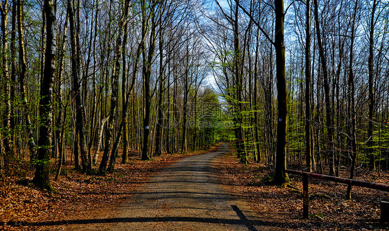 路径路徑人行道天空绿树植物地面阴影季节性季节土地蓝色图片