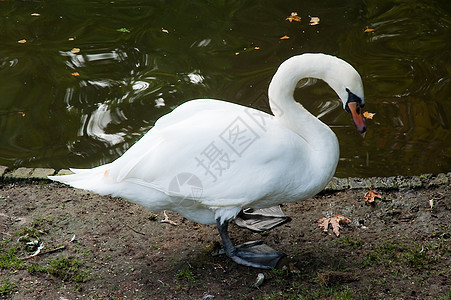 天鹅白色公园池塘野生动物动物图片
