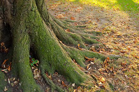 树根根植物公园树叶树干叶子图片