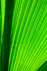 叶质扇子热带植物群雨林肋骨植物绿色静脉背景图片