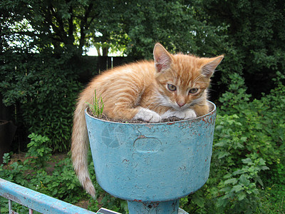 猫类猫咪宠物毛皮眼睛猫科动物悲伤红色动物胡须小猫图片