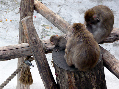 日语 Macaque 白猴 Nihonzaru赤霉病灵长类狨猴烧井城市苗圃男性女性猕猴外壳图片