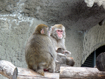 日语 Macaque 白猴 Nihonzaru动物哺乳动物猕猴公园赤霉病动物园狨猴苗圃男性树干图片