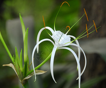 百合花瓣白锥形蜘蛛花装饰百合风格花园花瓣蜘蛛园艺阴影花朵植物背景