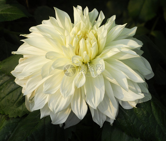 白色 Dahlia 花朵季节性装饰植物风格花园园艺花瓣植物群花艺阴影图片