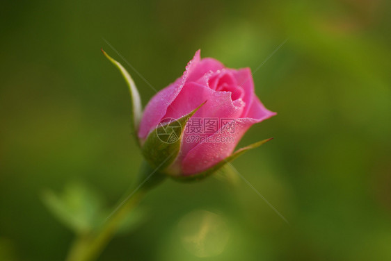 玫瑰花芽季节性花艺花园阴影园艺花瓣情人花朵植物群装饰图片