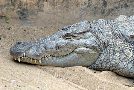 鳄鱼攻击皮革岩石森林休息野生动物食肉爬虫牙齿日光浴图片