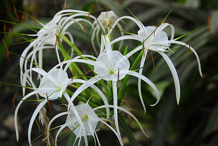 白锥形蜘蛛花百合花艺植物群花朵装饰阴影季节性花瓣园艺蜘蛛图片