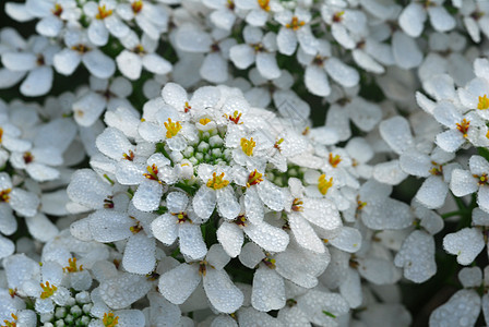 白色的西伯利亚花朵植物植物群装饰花园风格阴影花瓣季节性图片