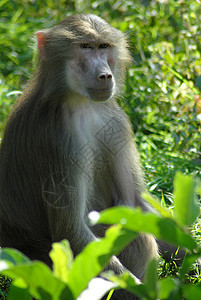 猴动物灵长类荒野祖先食草生态养护森林生态旅游濒危旅游图片