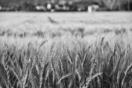 托斯卡尼的康菲尔德场地植物食物农场面粉蔬菜谷物收成收获小麦图片