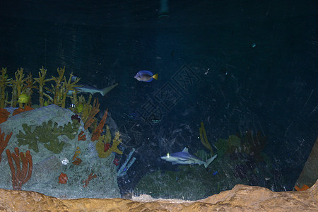 鲨鱼机器水族馆海洋尾巴危险哺乳动物潜水东西捕食者动物图片