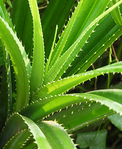 Aloe 溶液生长芦荟园艺植物学沙漠海绵绿色化妆品园林植物图片