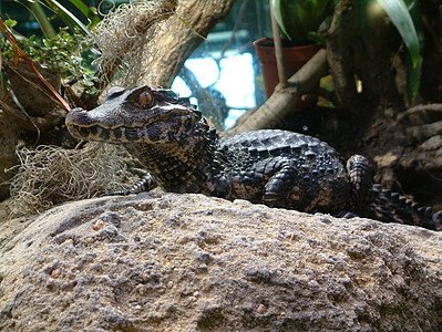 鳄鱼鳄热带婴儿野生动物食肉捕食者牙齿动物岩石爬虫皮肤背景图片