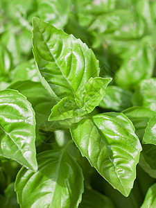 Basil 叶子特写食物树叶香料植物绿色花园生活宏观沙拉草本植物图片