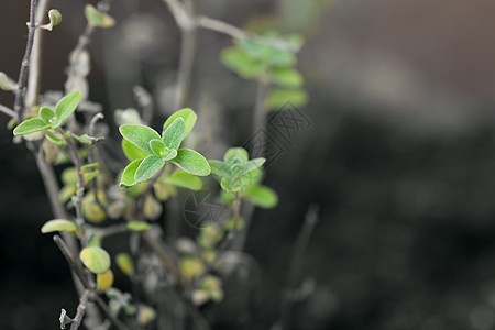 Salvia 叶树图片