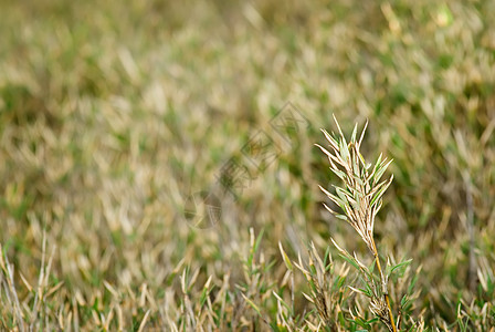 草原植物群花园国家草本植物植物场地农场叶子草地自然图片