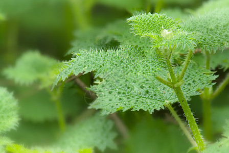 刺国家生长植物杂草花园树叶荨麻草本植物农村自然图片