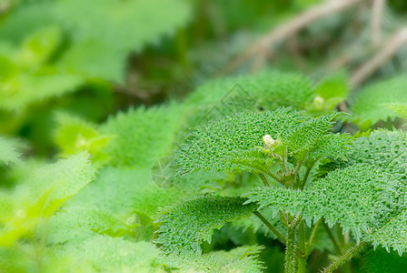 刺草本植物荨麻荒野植物叶子生活草地植物群杂草花园图片