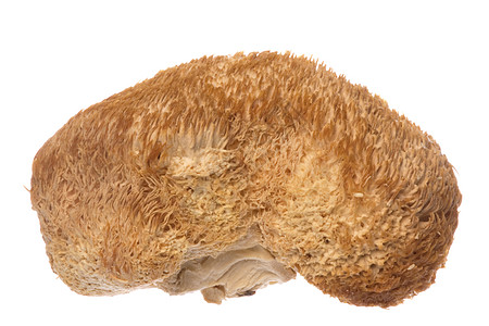 猴头蘑菇鬃毛植物群美食食物刺猬烹饪蔬菜农业草药生产图片