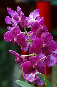 粉红色兰花园艺芦荟植物学兜兰热带雌蕊花园花萼植物繁荣图片