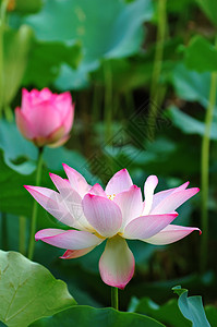 开花莲花情调植物百合异国莲花状花瓣繁荣核桃属花萼荷花图片