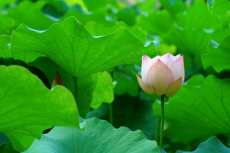 莲花植物异国风化生物学荷花树叶花瓣百合植物学核桃属图片