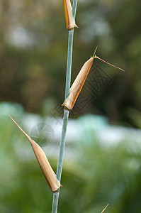 竹叶详情热带白色生物学绿色森林运气植物学生长花园植物图片